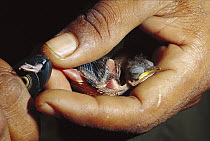 Madagascar Paradise Flycatcher (Terpsiphone mutata) chick banded by researcher, Bealoka Reserve, Madagascar