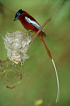 Madagascar Paradise Flycatcher (Terpsiphone mutata) tagged red male at nest, Bealoka Reserve, Madagascar