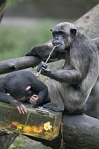 Chimpanzee (Pan troglodytes) female and young using a tool to eat fruits inside a box, native to Africa