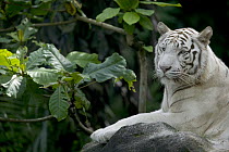 Bengal Tiger (Panthera tigris tigris) white adult resting, native to Asia