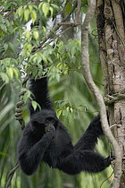 Siamang (Hylobates syndactylus) hanging from tree while feeding on leaves, native to southeast Asia
