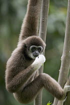 White-handed Gibbon (Hylobates lar) hanging from tree while feeding on leaves, native to southeast Asia