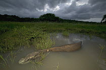 Komodo Dragon (Varanus komodoensis) in swamp, Komodo National Park, Indonesia