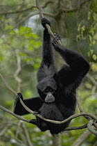 Siamang (Hylobates syndactylus) hanging from tree, native to southeast Asia
