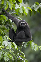 M?ller's Bornean Gibbon (Hylobates muelleri) in tree, native to southeast Asia