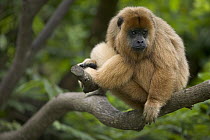 Black Howler Monkey (Alouatta caraya) female resting in tree, native to South America