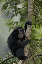 Siamang (Hylobates syndactylus) male calling from tree, native to southeast Asia