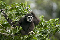 White-handed Gibbon (Hylobates lar) sitting in tree, native to southeast Asia