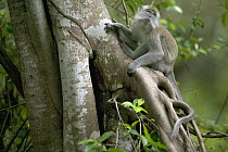 Long-tailed Macaque (Macaca fascicularis) in tree, Malaysia