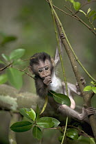 Long-tailed Macaque (Macaca fascicularis) baby in tree, Malaysia
