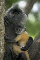 Silvered Leaf Monkey (Trachypithecus cristatus) female holding young, Kuala Selangor Nature Reserve, Malaysia
