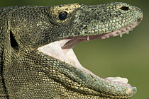 Komodo Dragon (Varanus komodoensis) regulating temperature by opening mouth, Rinca Island, Komodo National Park, Indonesia