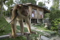 Pig-tailed Macaque (Macaca nemestrina) this captive Macaque is trained to pick coconuts, Malaysia
