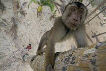 Pig-tailed Macaque (Macaca nemestrina) captive animal trained to pick coconuts, Malaysia