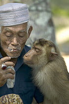 Pig-tailed Macaque (Macaca nemestrina) likes to breathe the cigarette smoke and eat the tobacco of its owner and is trained to pick coconuts, Malaysia
