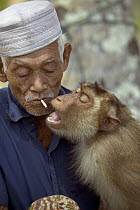 Pig-tailed Macaque (Macaca nemestrina) likes to breathe the cigarette smoke and eat the tobacco of its owner and is trained to pick coconuts, Malaysia