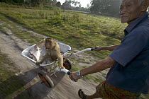 Pig-tailed Macaque (Macaca nemestrina) captive animal trained to pick coconuts is pushed along in a wheelbarrow by its owner, Malaysia