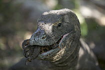 Komodo Dragon (Varanus komodoensis) eats the carcass of another dragon, Rinca Island, Komodo National Park, Indonesia