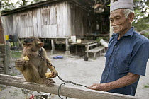 Pig-tailed Macaque (Macaca nemestrina) owner with young monkey who is being trained to pick coconuts, Malaysia