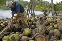 Pig-tailed Macaque (Macaca nemestrina) men sorting coconuts on ground picked by trained captive Macaques, Malaysia