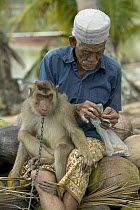 Pig-tailed Macaque (Macaca nemestrina) trained to pick coconuts, sits on the lap of his owner who is counting his money from coconut sales, Malaysia