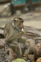 Pig-tailed Macaque (Macaca nemestrina) sits on the coconuts it is trained to pick and eats a banana, Malaysia