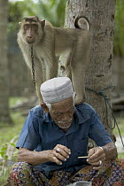 Pig-tailed Macaque (Macaca nemestrina) with 80 year old owner who trains monkeys to pick coconuts, Malaysia