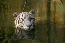 Bengal Tiger (Panthera tigris tigris), white adult wading through water, native to Asia