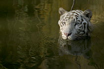 Bengal Tiger (Panthera tigris tigris), white adult wading through water, native to Asia