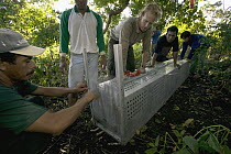 Komodo Dragon (Varanus komodoensis) trap with biologist Tim Jessup and his team capture and measure, weigh, tag and test blood, Rinca Island, Komodo National Park, Indonesia
