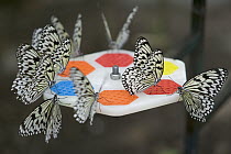 Paper Kite (Idea leuconoe) butterflies attracted by colors, coming to feed, Singapore Zoo