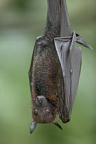 Large Flying Fox (Pteropus vampyrus) portrait, these are some of the largest bats with a wingspan, native to southeast Asia