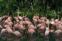 Greater Flamingo (Phoenicopterus ruber) flock wading in shallow water, principally native to the Caribbean region and Galapagos Islands, Ecuador