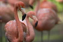 Greater Flamingo (Phoenicopterus ruber) group, principally native to the Caribbean region and Galapagos Islands, Ecuador