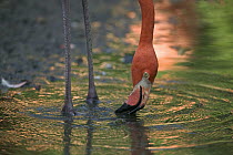 Greater Flamingo (Phoenicopterus ruber) feeding in shallow water, principally native to the Caribbean region and Galapagos Islands, Ecuador