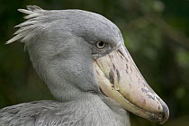 Shoebill (Balaeniceps rex), native to tropical regions of central Africa