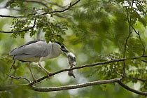 Black-crowned Night Heron (Nycticorax nycticorax) eating a bird chick of an unidentified species, Singapore