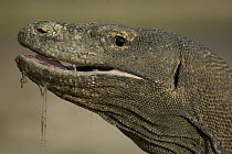 Komodo Dragon (Varanus komodoensis) drooling, the lizard's saliva is high in bacteria and bites quickly become infected, Rinca Island, Komodo National Park, Indonesia