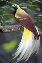 Raggiana Bird-of-paradise (Paradisaea raggiana) portrait, native to Papua New Guinea