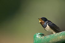 Barn Swallow (Hirundo rustica) fledgling begging for food, France