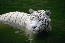 Bengal Tiger (Panthera tigris tigris) white adult wading through water, native to Asia