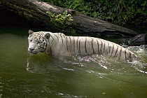 Bengal Tiger (Panthera tigris tigris) white adult wading through water, native to Asia