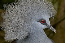 Western Crowned-Pigeon (Goura cristata), native to New Guinea