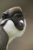 Lesser White-nosed Monkey (Cercopithecus petaurista) portrait, native to Africa