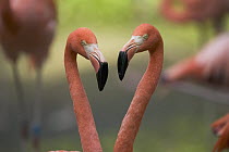 Greater Flamingo (Phoenicopterus ruber) pair, principally native to the Caribbean region and Galapagos Islands, Ecuador