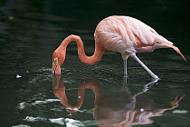 Greater Flamingo (Phoenicopterus ruber) wading and feeding in shallow water, principally native to the Caribbean region and Galapagos Islands, Ecuador