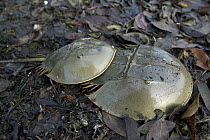 Chinese Horseshoe Crab (Tachypleus gigas) pair mating showing smaller male attached to female, Singapore