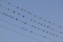 Barn Swallow (Hirundo rustica) migratory flock perching on telephone wires, Poitou, France