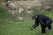 Chimpanzee (Pan troglodytes) running across grassy field, La Vallee Des Singes Primate Center, France