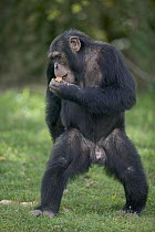 Chimpanzee (Pan troglodytes) male eating fruit as he walks bipedally, La Vallee Des Singes Primate Center, France